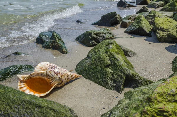 Shell v písku na pláži s kameny — Stock fotografie
