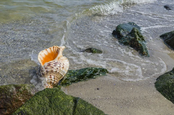 Shell v písku na pláži s kameny — Stock fotografie