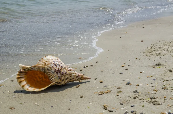 Shell v písku na pláži — Stock fotografie