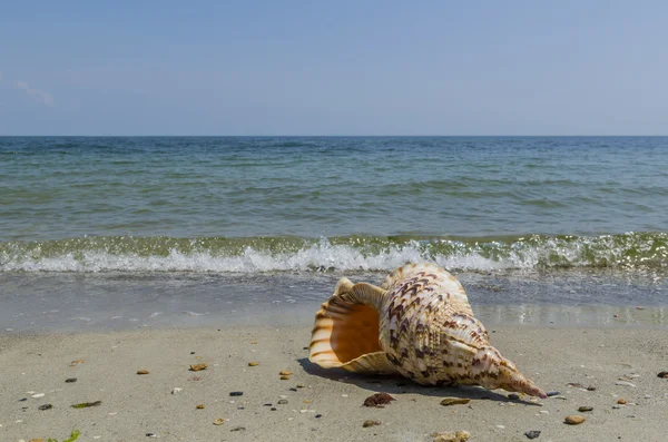 Shell in the sand on the beach — Stock Photo, Image