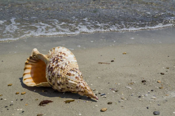 Shell v písku na pláži — Stock fotografie