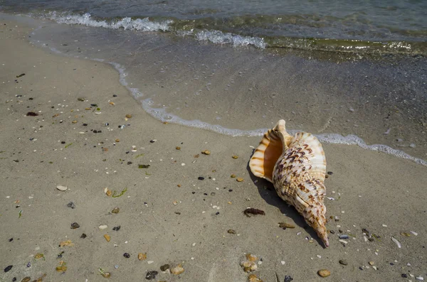 Shell v písku na pláži — Stock fotografie