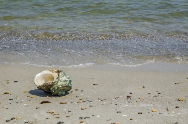 Shell a homok a tengerparton — Stock Fotó