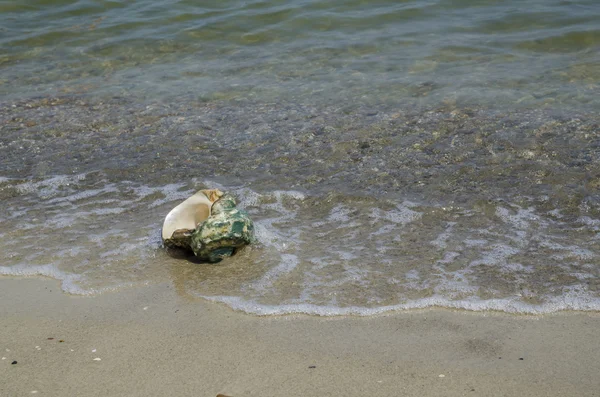 Shell in the sand on the beach — Stock Photo, Image