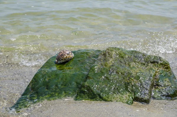 Coquille sur un rocher près de la mer — Photo