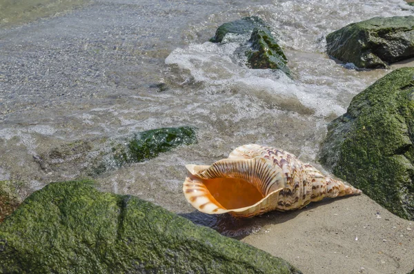 Shell v písku na pláži s kameny — Stock fotografie