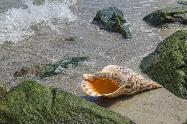 Shell v písku na pláži s kameny — Stock fotografie