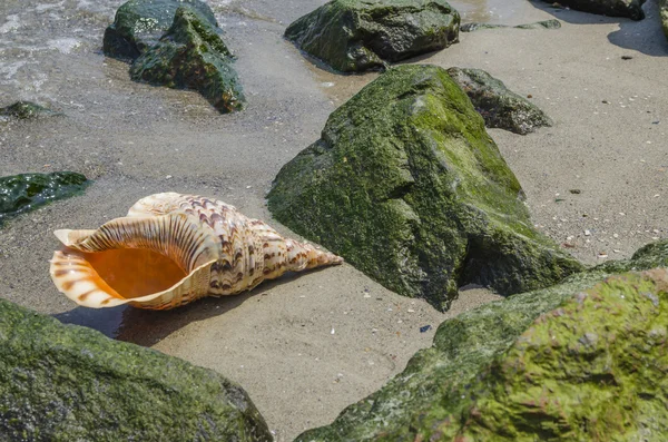 Shell v písku na pláži s kameny — Stock fotografie