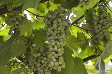 Bir demet yeşil üzüm..