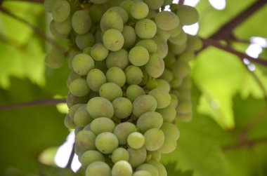 Bir demet yeşil üzüm..