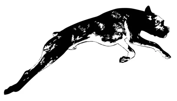 Hund Agilityストックベクター ロイヤリティフリーhund Agilityイラスト ページ 6 Depositphotos