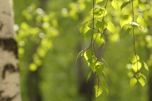 Bir şehir parkı ile huş ağacının dalını bırakır