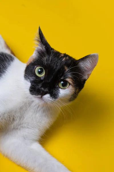 Retrato Gato Fundo Amarelo Gato Brincalhão Olha Para Câmera — Fotografia de Stock