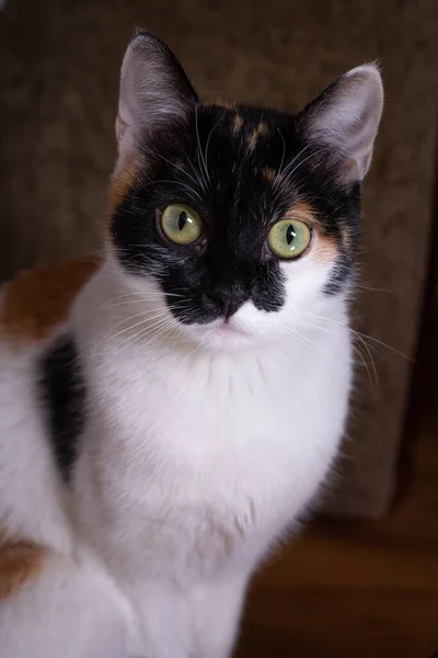 Retrato Gato Tricolor Com Olhos Amarelos — Fotografia de Stock