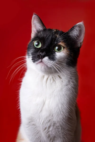 Porträt Einer Mehrfarbigen Hauskatze Auf Rotem Hintergrund — Stockfoto