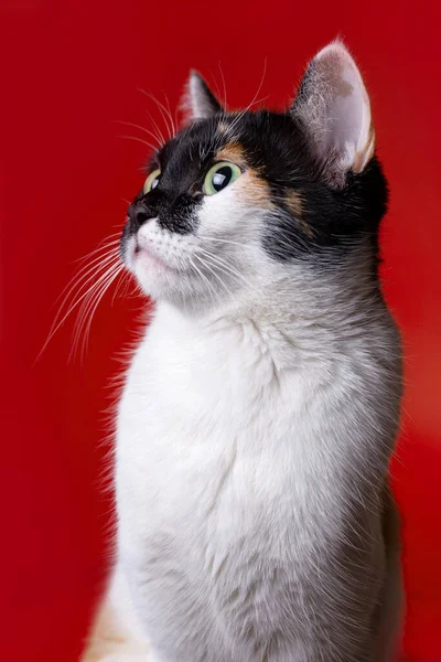 Retrato Gato Doméstico Multicolor Sobre Fondo Rojo — Foto de Stock