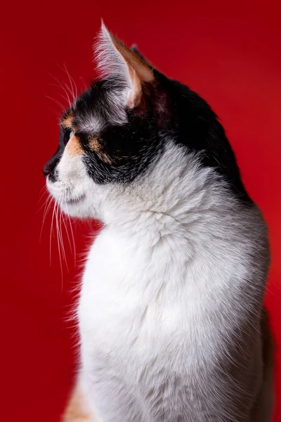 Tricolor Gato Close Fundo Vermelho — Fotografia de Stock