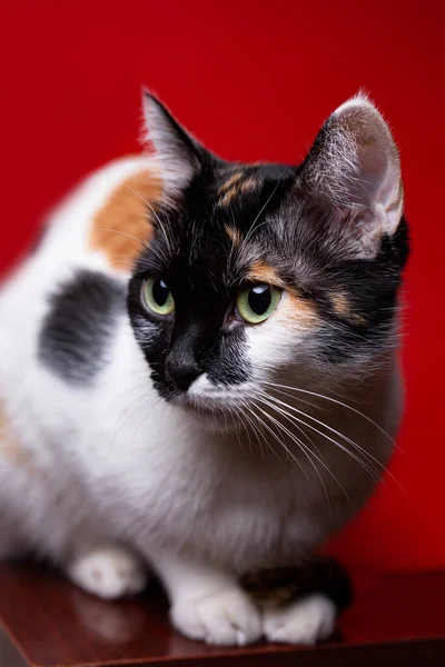 Gato Tricolor Primer Plano Sobre Fondo Rojo — Foto de Stock