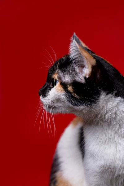 Hausgemachte Tricolor Katze Auf Rotem Hintergrund — Stockfoto