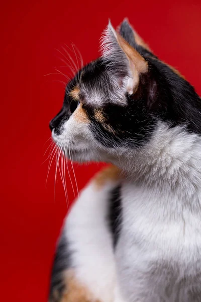 Retrato Gato Doméstico Multicolor Sobre Fondo Rojo — Foto de Stock