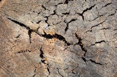 Tasarımınız için ahşap doku