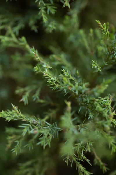 Tree Branch Parting Summer Day — Stock Photo, Image