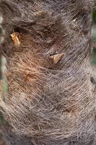 Hairy Texture Palm Tree Trunk — Stock Photo, Image