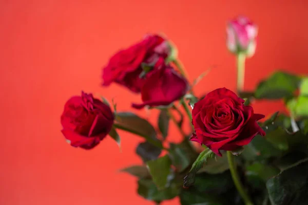 Ramo Flores Rosas Rojas Sobre Fondo Rojo — Foto de Stock