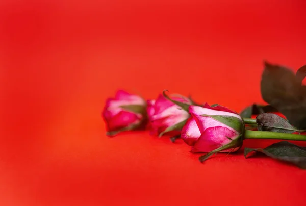 Tres Rosas Rosadas Trepan Sobre Fondo Rojo — Foto de Stock
