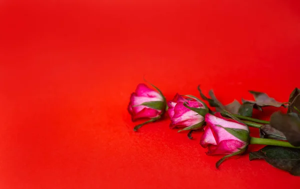 Tres Rosas Rosadas Frescas Sobre Fondo Rojo — Foto de Stock