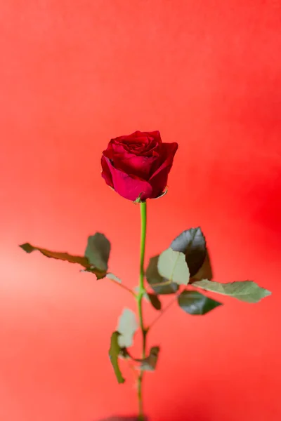 Red Rose Bud Primer Plano Sobre Fondo Rojo — Foto de Stock