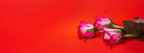 Banner Para Diseño Rosas Rosadas Sobre Fondo Rojo — Foto de Stock