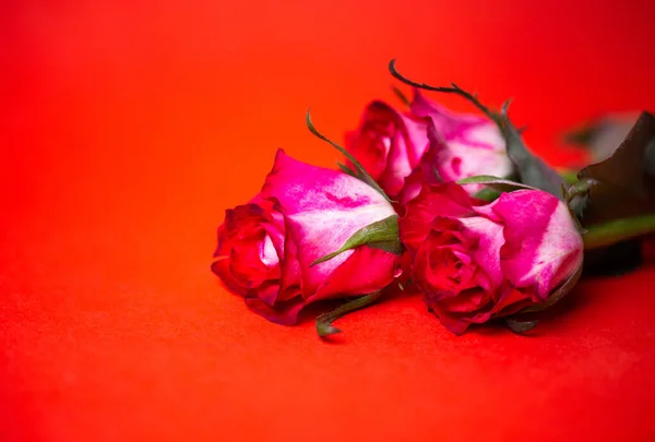 Tres Rosas Rosadas Blancas Sobre Fondo Rojo — Foto de Stock