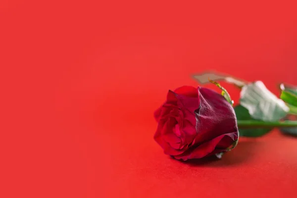 Rosa Roja Sobre Fondo Rojo Cerca — Foto de Stock