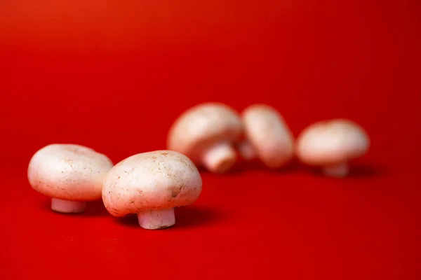 White Mushroom Mushrooms Mushrooms Red Background — Stock Fotó