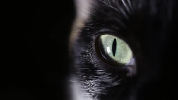 Kotów oko zbliżenie na czarnym tle. — Wideo stockowe