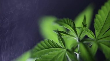 Koyu arkaplanda yeşil kenevir çalısı