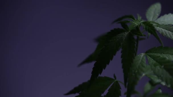 Arbusto de marihuana con gotas de rocío sobre un fondo negro. — Vídeos de Stock