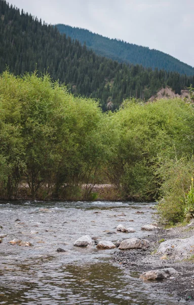 Río Frío Montaña Entre Los Árboles Verano —  Fotos de Stock