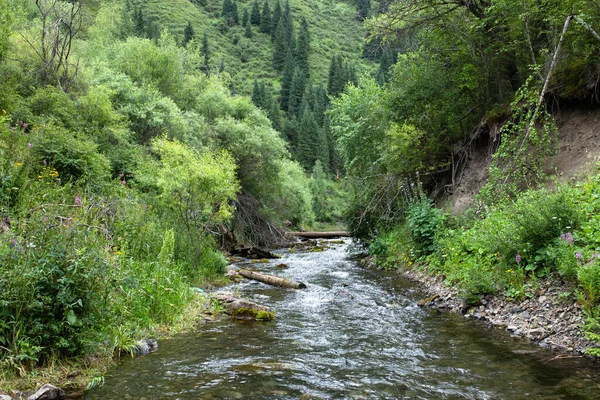 Río Frío Montaña Entre Los Árboles Verano —  Fotos de Stock