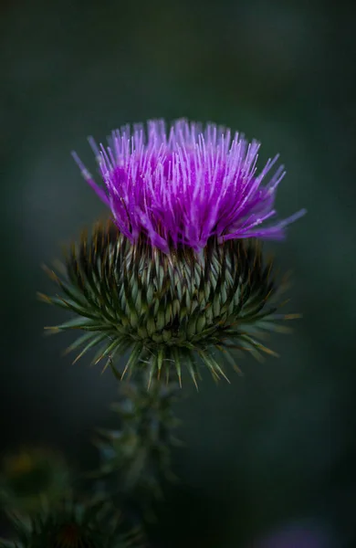 flowering field plant thistle close up.
