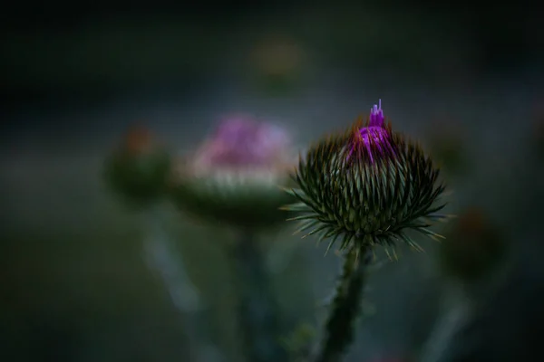 flowering field plant thistle close up.