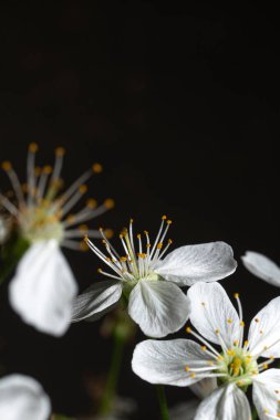 Beyaz kiraz çiçekleri ve siyah karşısında altın pullar. Baharın narin güzelliğini yakalıyor - kitap kapakları ve farkındalık projeleri için mükemmel..