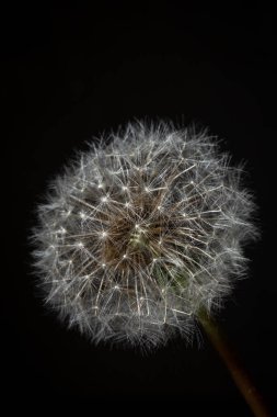 Siyah zemin üzerinde izole edilmiş tüylü beyaz karahindiba tohumu başı yakın çekim makro fotoğraf. Dileklerin, rüyaların, kırılganlığın ve doğal botanik güzelliğinin sembolü..
