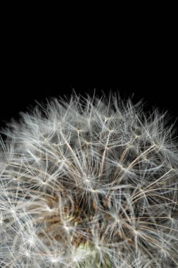 Radyal pappus liflerini gösteren karahindiba tohumu başlığının makro görüntüsü ve siyaha karşı yeşil gövde.