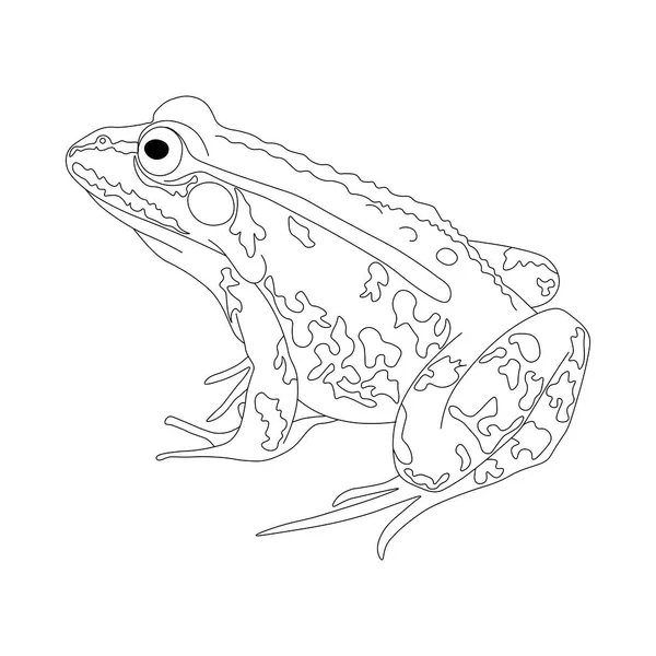 Grenouille Dessin Une Grenouille Noir Blanc Livre Coloriage Grenouille — Photo