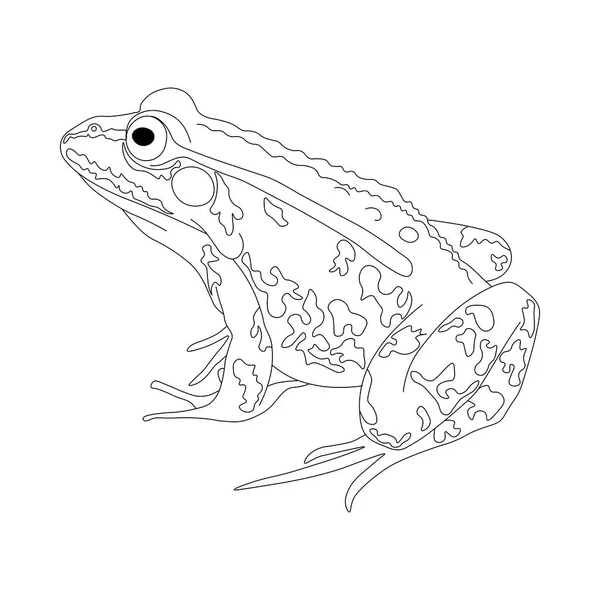 Frog. Drawing of a frog in black and white. Frog coloring book.