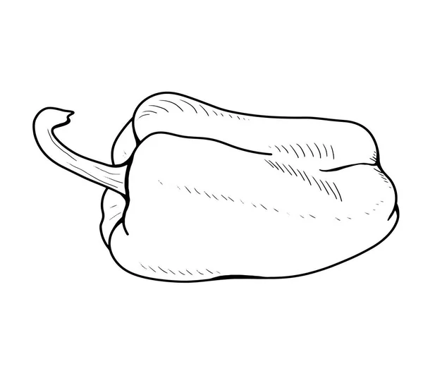 Dolmalık Biber Çizimi Beyaz Arkaplandaki Izole Görüntü Vejetaryen Yemeği Çizimi — Stok Vektör