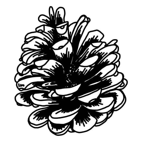 Ilustrações Desenhadas Mão Cones Pinheiro Isolados Branco Floresta Elemento Vintage — Vetor de Stock