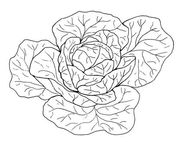 Cabbage. Graphic drawing in the Doodle style. A linear pattern.